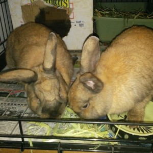 Peter and Cottontail