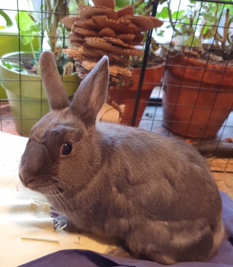 Vancouver Rabbit Rescue VRRA Tommy Happy Tails