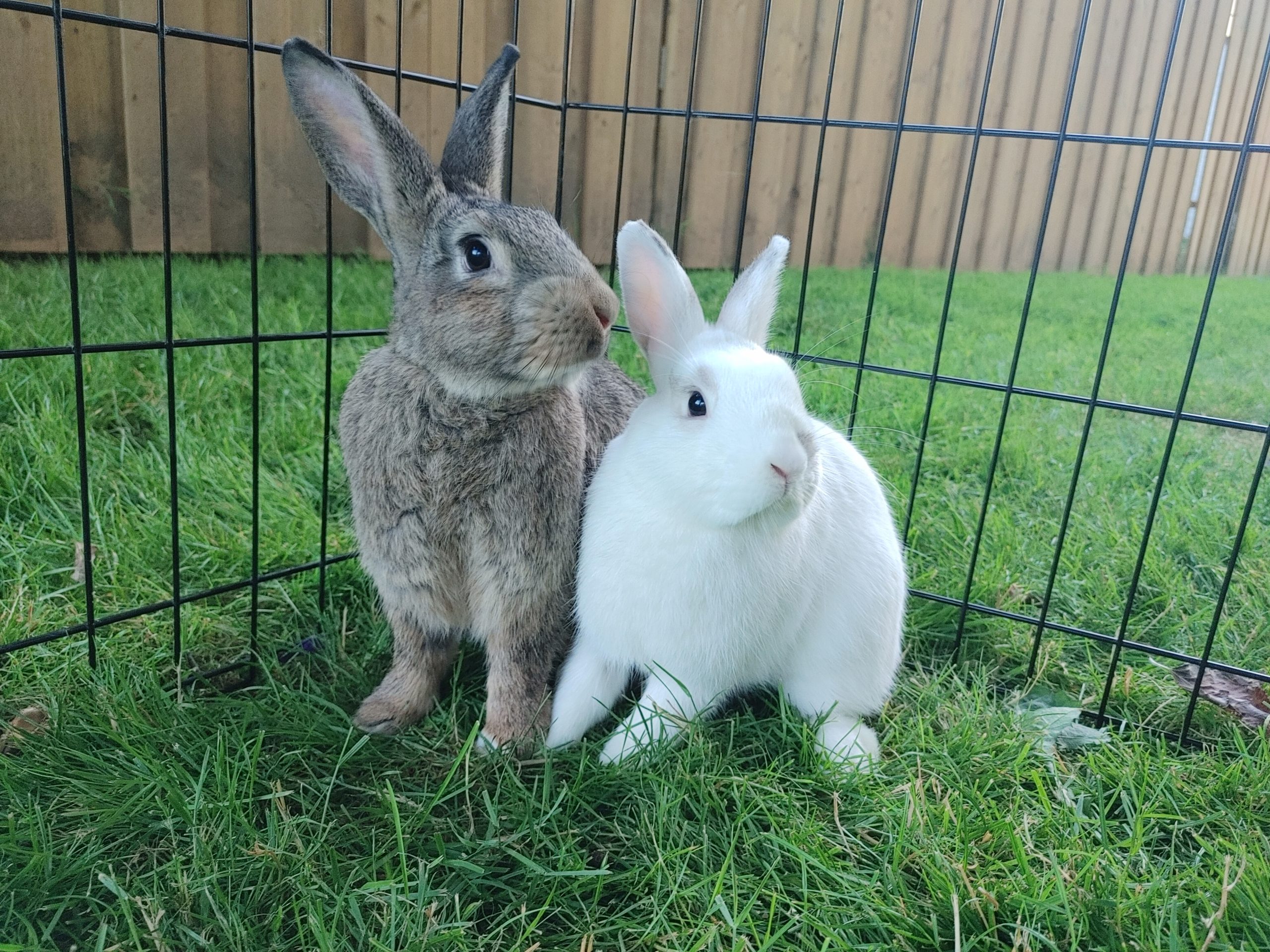 Rabbits for Adoption Vancouver Rabbit Rescue & Advocacy