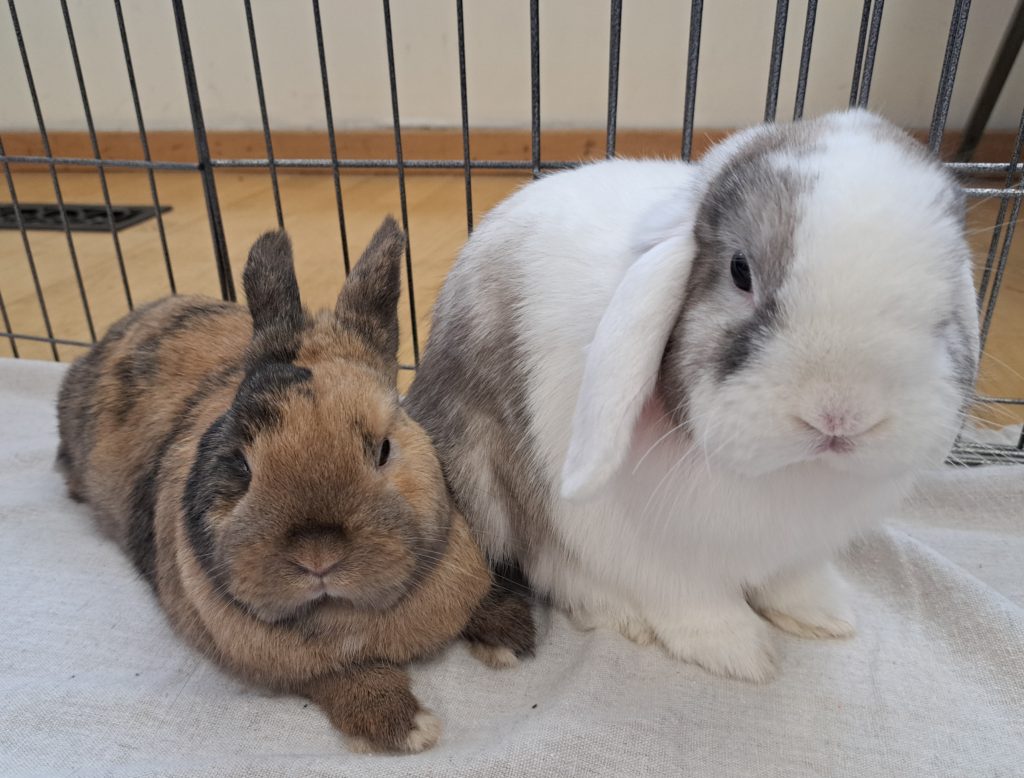 Forrest and Frank (Vancouver)
