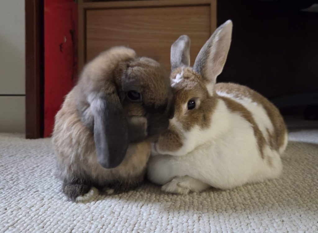 Misha and Moose (Vancouver)
