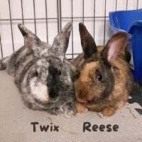 Twix and Reese (Vancouver)