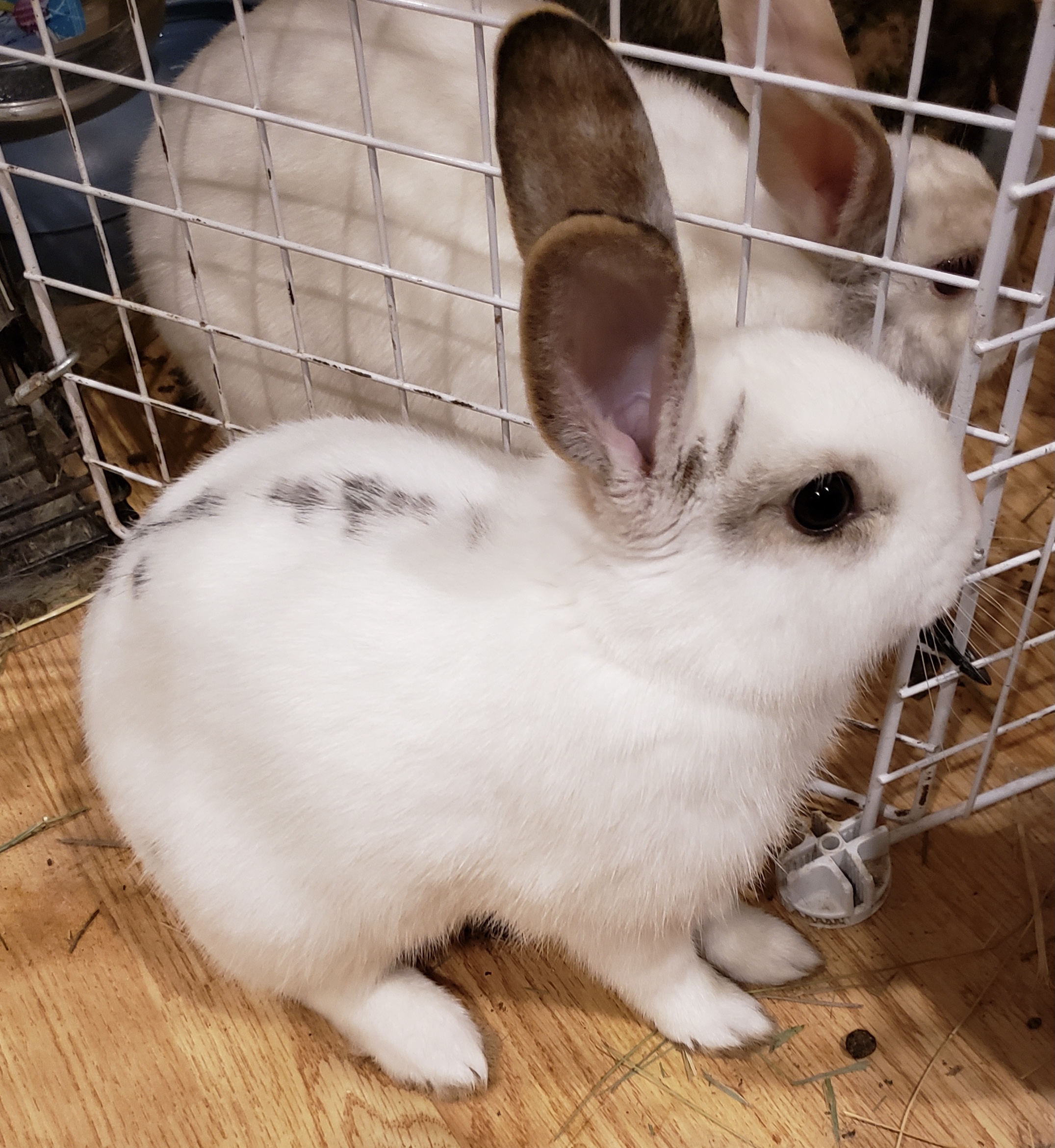 Rabbits for Adoption Vancouver Rabbit Rescue & Advocacy