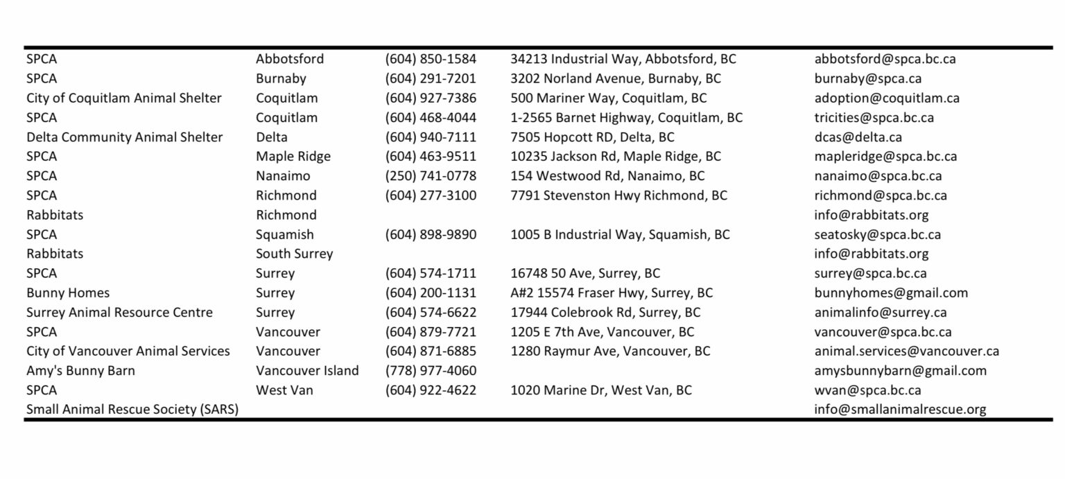 Abandoned/Feral Rabbit Info Vancouver Rabbit Rescue