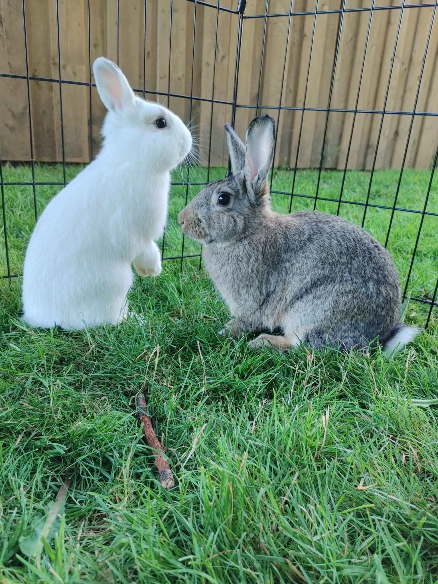 Rabbits for Adoption Vancouver Rabbit Rescue & Advocacy