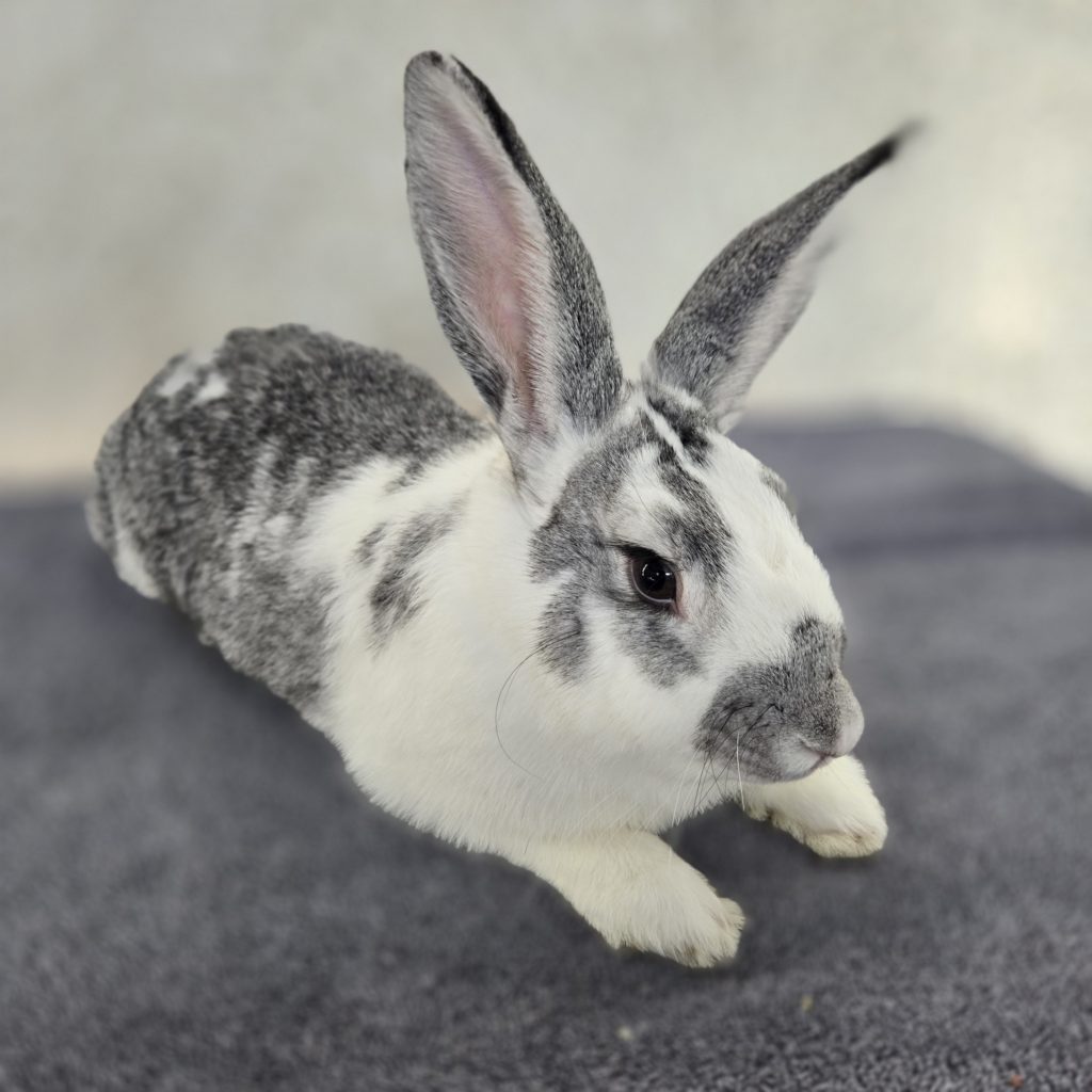 Arlo (South Surrey)