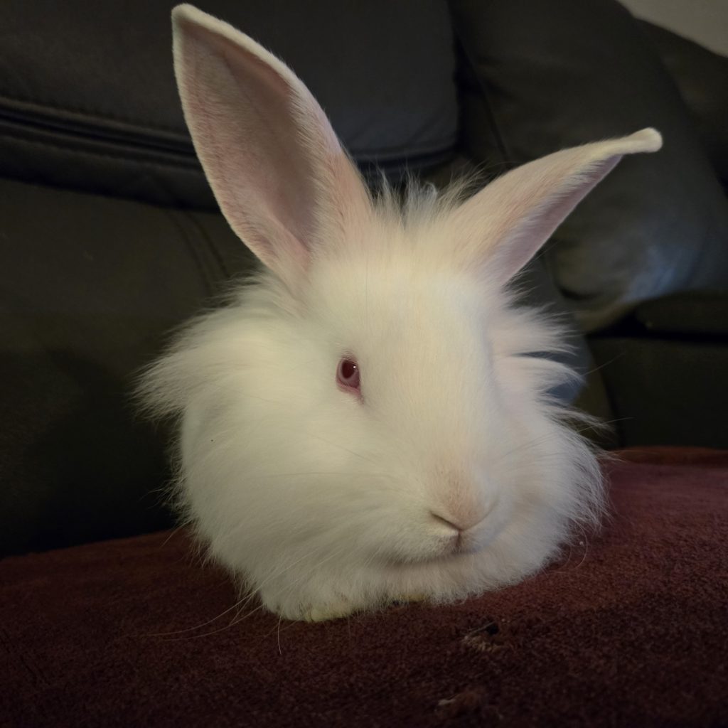 Chucky (South Surrey)