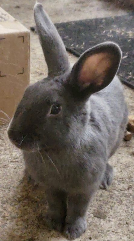 Cottontail adoptable rabbit