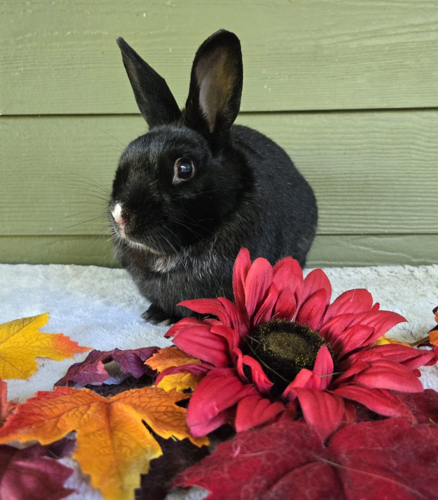 Dandy (South Surrey)