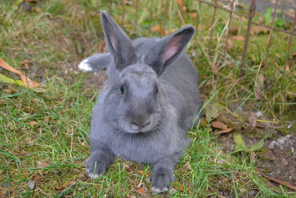 Eddie (Edward Kingsway) (Vancouver)