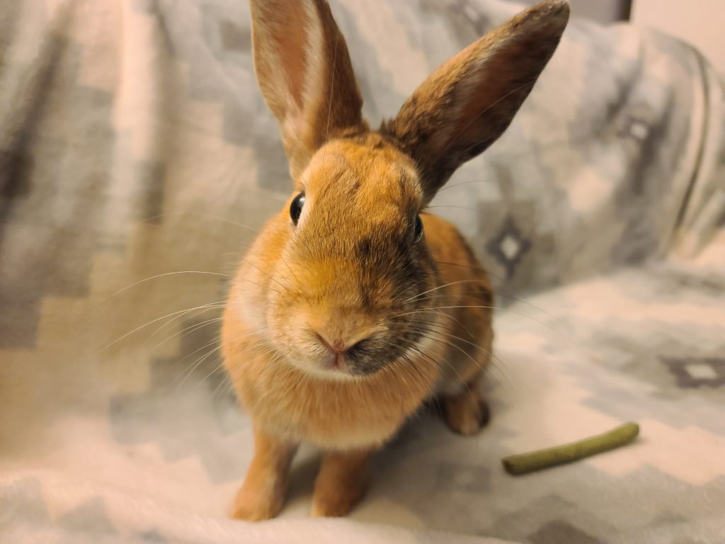 Edwardo (South Surrey)