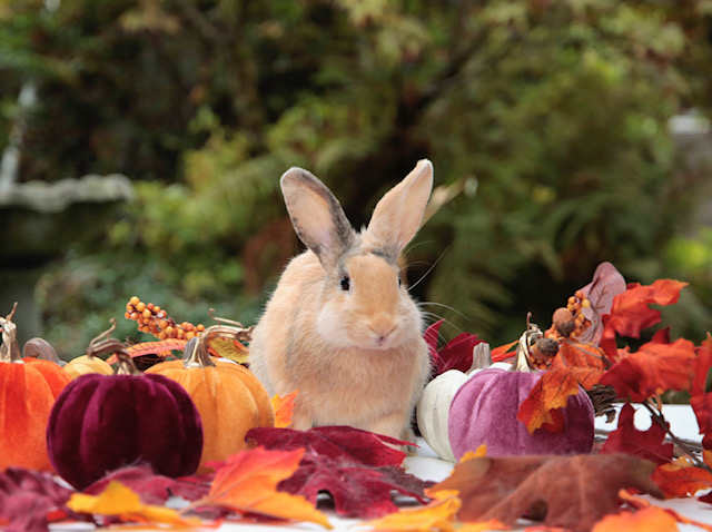 Jimmy (female) (South Surrey)