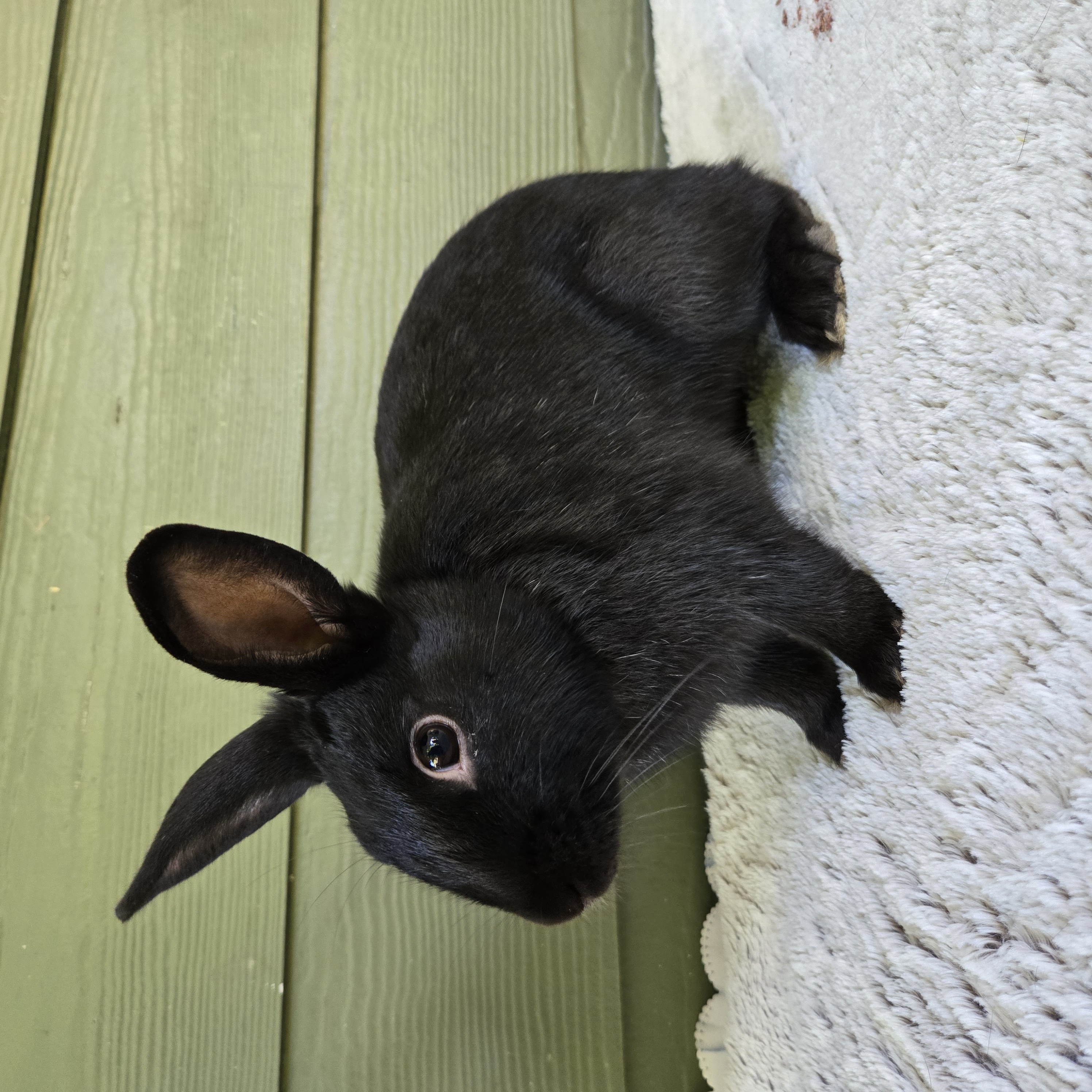 Odie (South Surrey)