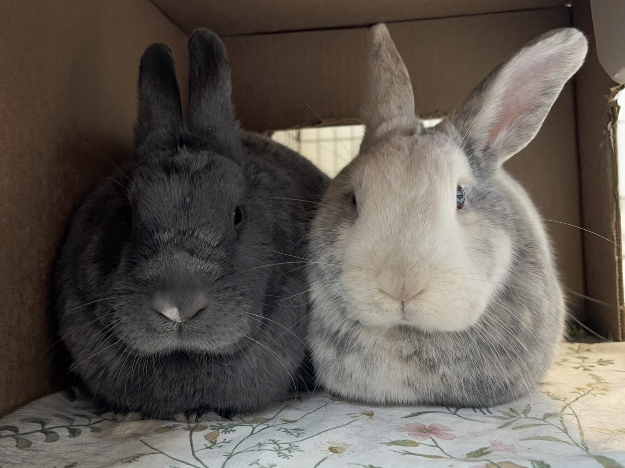 Sonic and Sammie (Vancouver) | Vancouver Rabbit Rescue & Advocacy