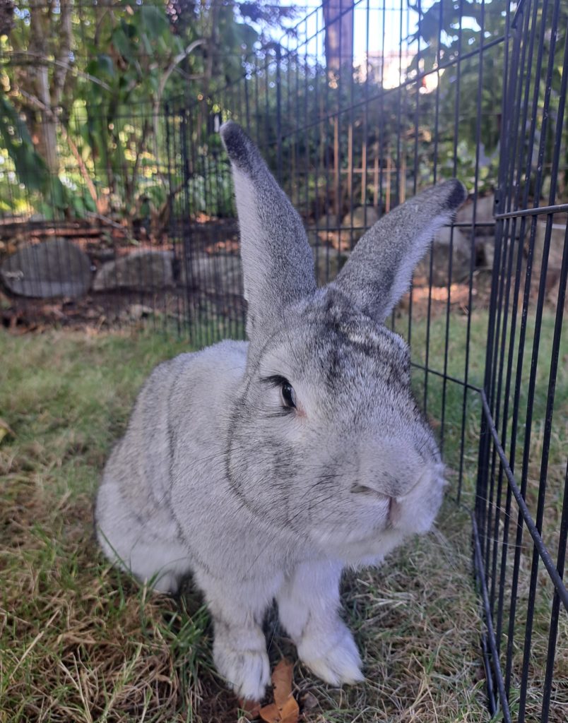 Zeus (Vancouver)