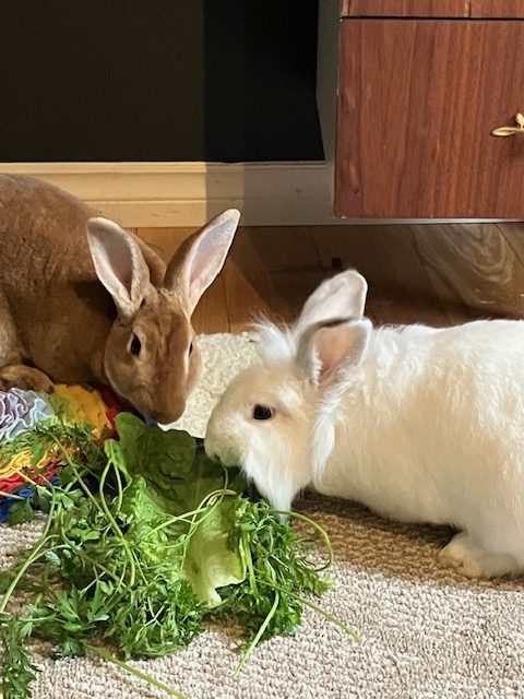 Jewel and Mello (South Surrey)