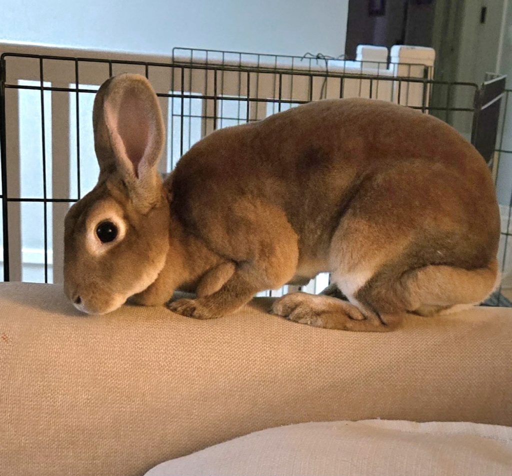 Jewel (South Surrey)