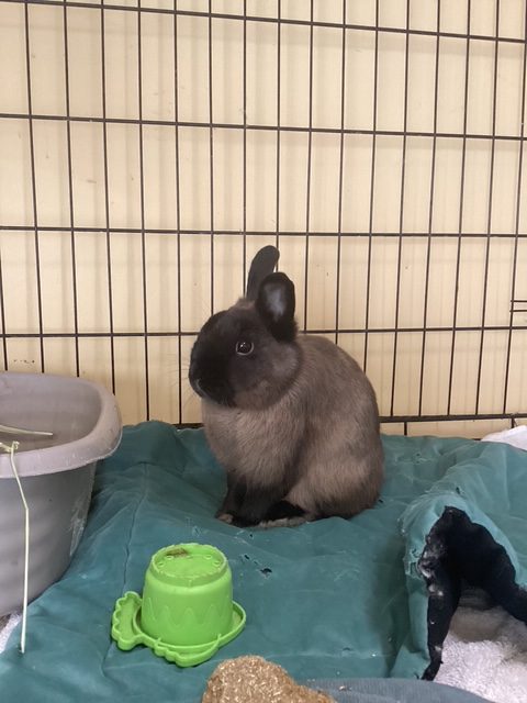 Oddie (South Surrey)