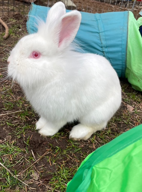 Elrond (South Surrey)