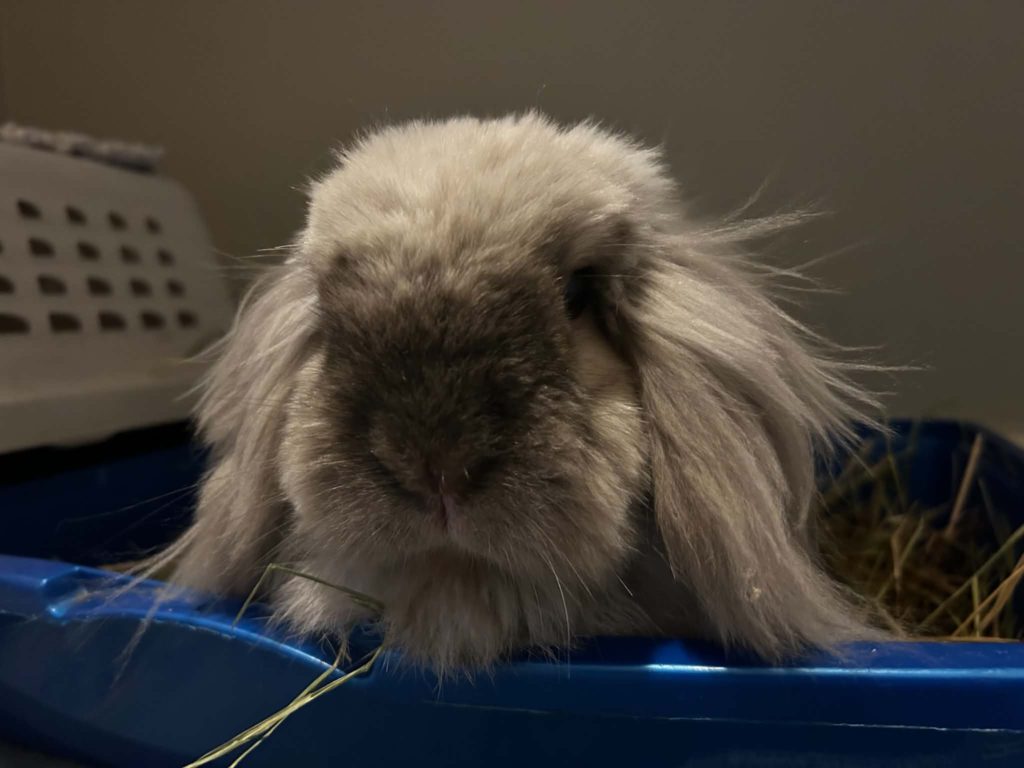 Bernie Bunny (South Surrey)