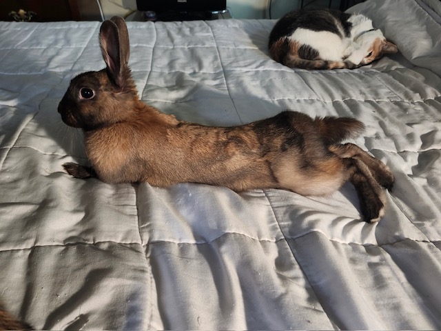 Miss Pumpkin (South Surrey)
