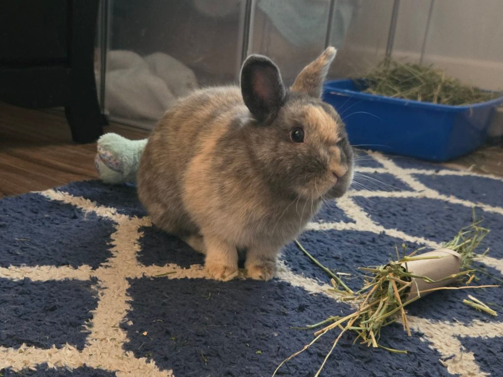 Harley (South Surrey)