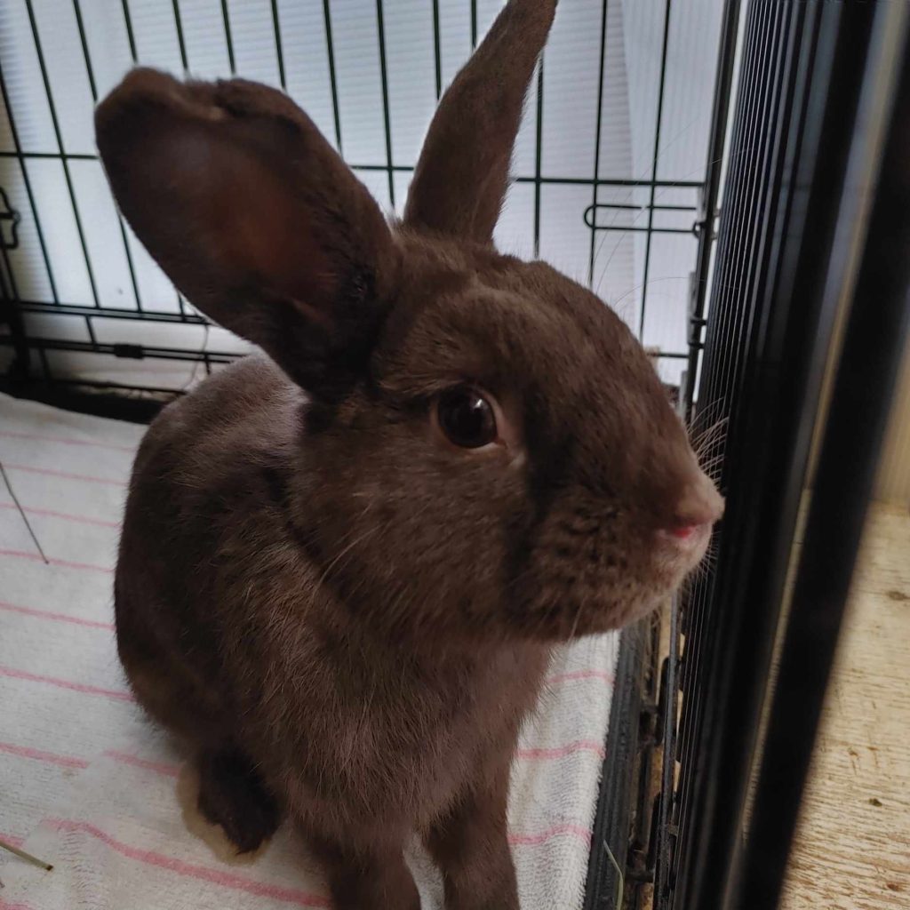 Chocolate Chip (South Surrey)