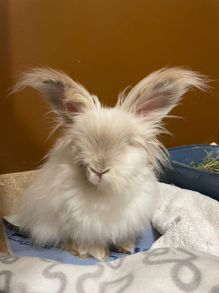 Sophie (South Surrey)