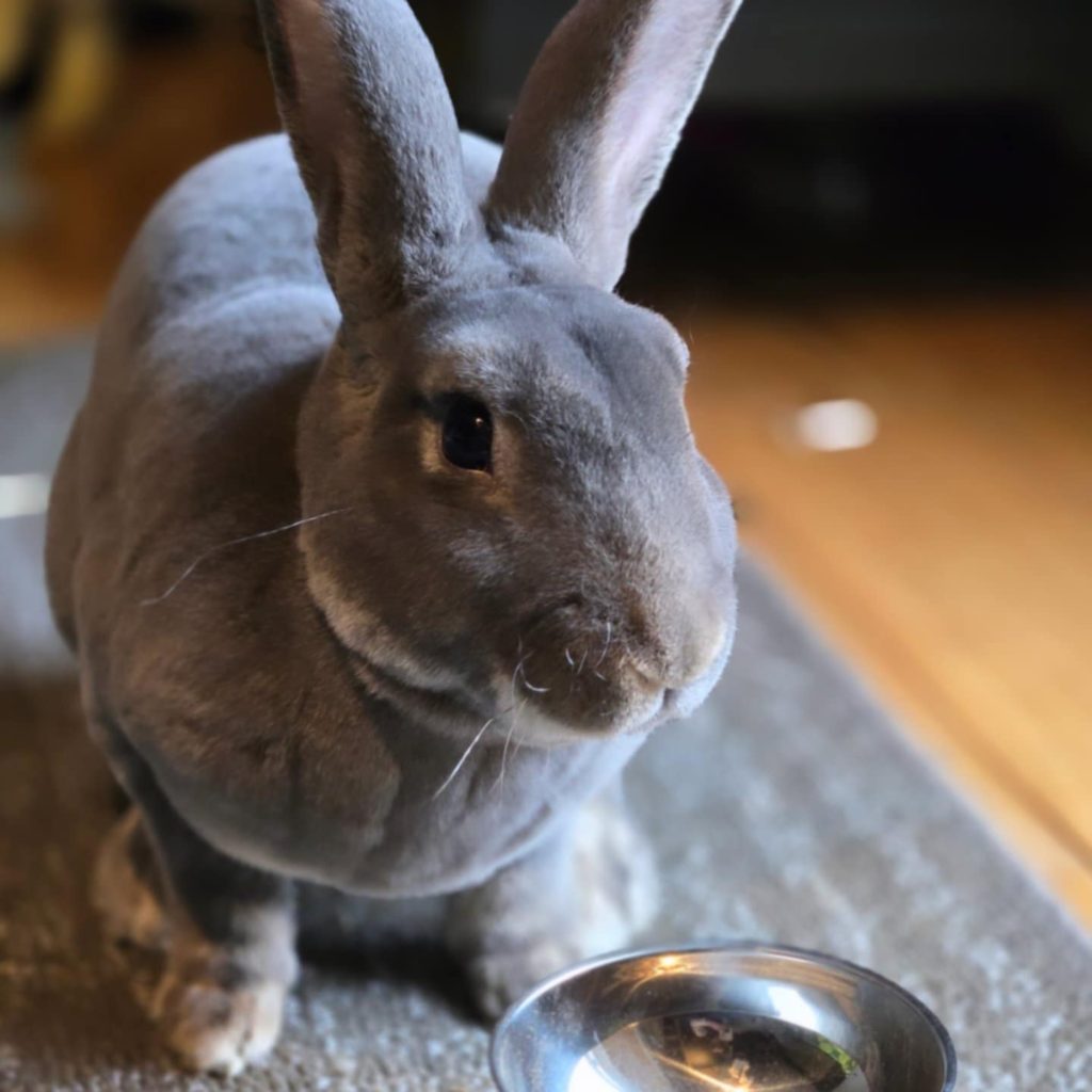 Ralph (South Surrey)