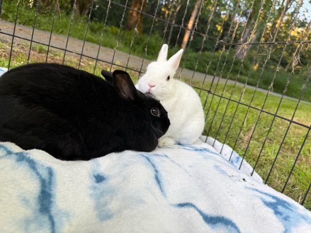 Boo and Marcus (South Surrey)