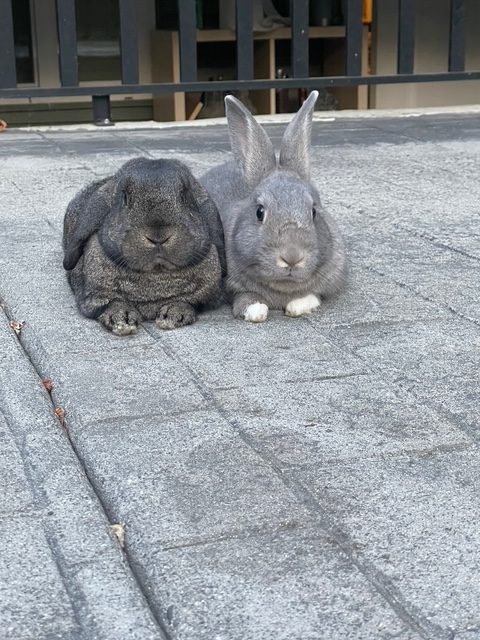 Cocoa and Sylvie (South Surrey)