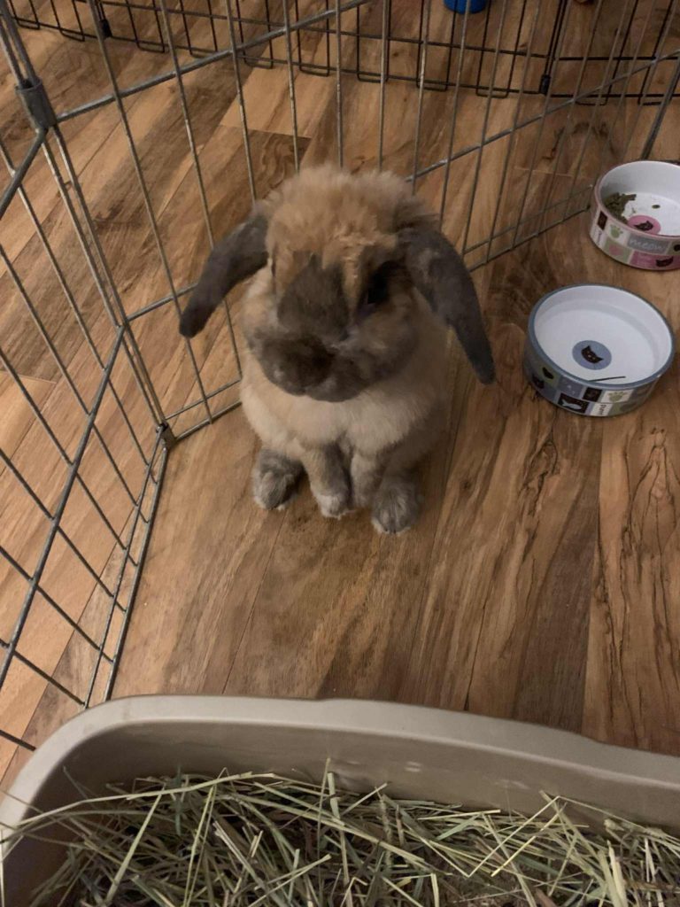 Suede (South Surrey)