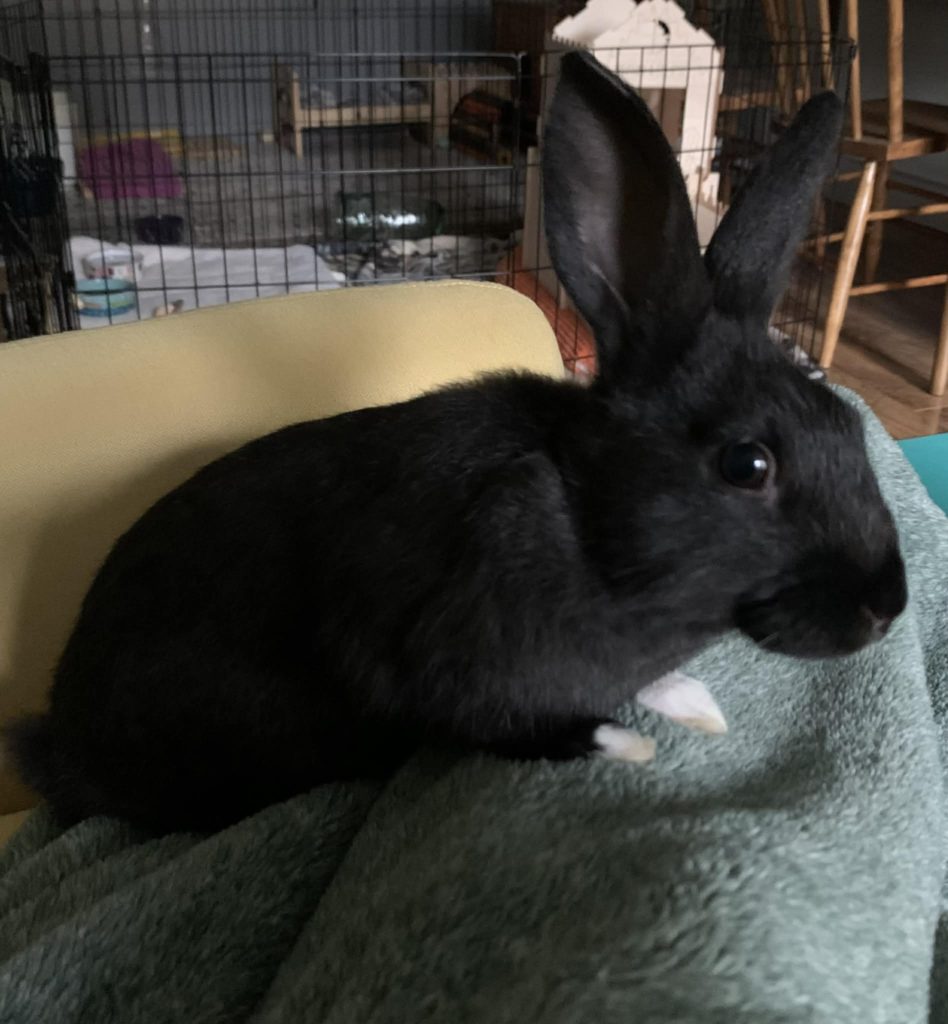 Sprout (South Surrey)