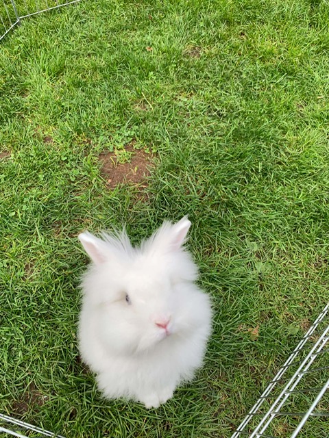 Penny Lane (South Surrey)
