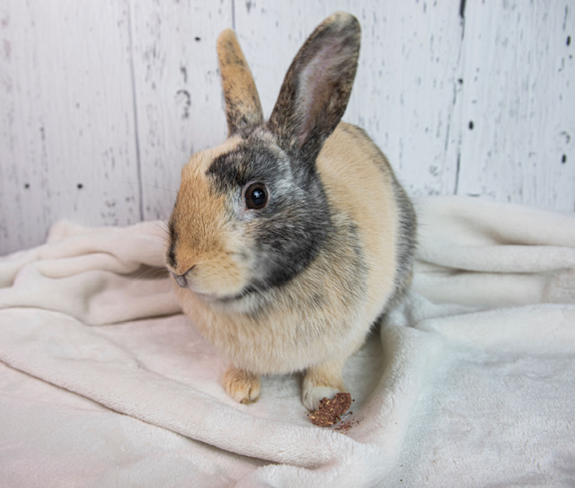 Sparkles (South Surrey)