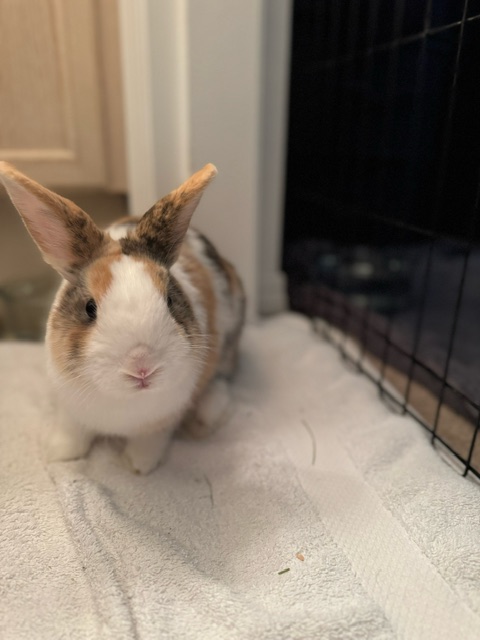 Millsey (South Surrey)