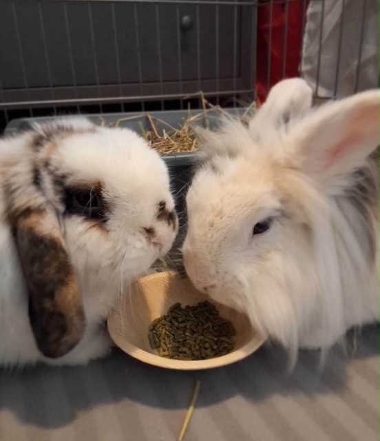 Marbles and Gabby (South Surrey)