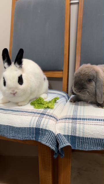 Cookie and Twix (South Surrey)