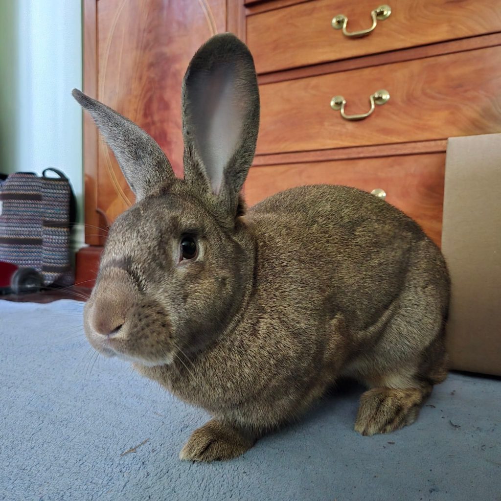 Leather (South Surrey)