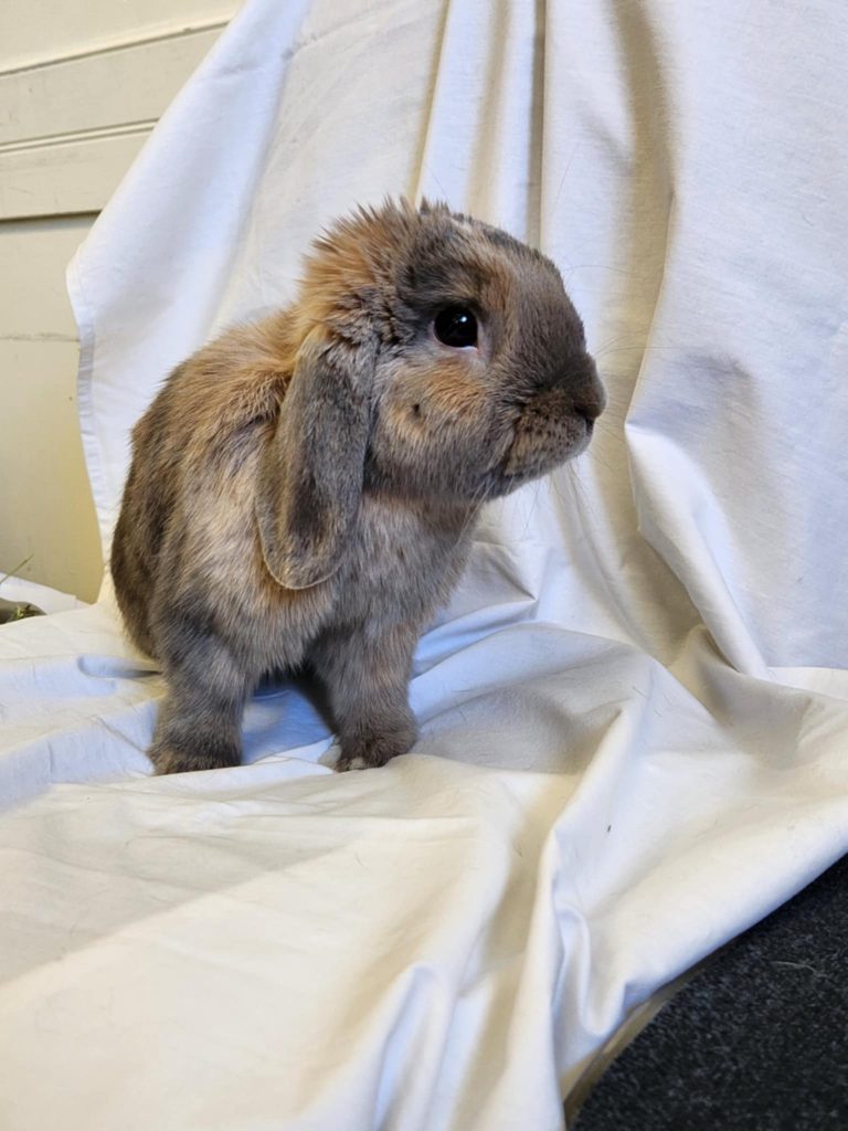 Kylo (South Surrey)